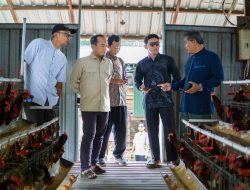 Harga Telur Merosot, Riyono: Peternak Ayam Petelur Rakyat Harus ada Jaminan Harga dan Serapan di MBG