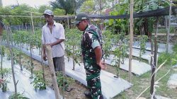Babinsa Koramil 03/Dwt Turun Langsung Cek Kebun Cabai Warga Uteun Geulinggang
