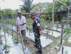 Babinsa Koramil 03/Dwt Turun Langsung Cek Kebun Cabai Warga Uteun Geulinggang