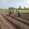Wujudkan Ketahanan Pangan, Babinsa Pikatan Turun Ke Sawah Dampingi Petani Tanam Jagung