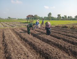 Wujudkan Ketahanan Pangan, Babinsa Pikatan Turun Ke Sawah Dampingi Petani Tanam Jagung