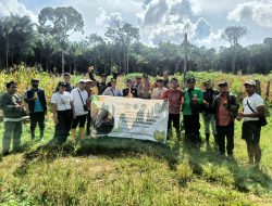 Panen Perdana Jagung BUMDes Desa Agak, Bukti Nyata Sinergi Wujudkan Ketahanan Pangan