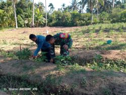Aksi Nyata di Ladang, Babinsa Semangati Petani Cabe di Desa Kaye Panyang