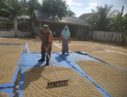 Babinsa Matangkuli Bantu Angkut Gabah Hasil Panen, Dukung Ketahanan Pangan Warga