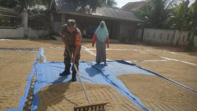 Babinsa Matangkuli Bantu Angkut Gabah Hasil Panen, Dukung Ketahanan Pangan Warga