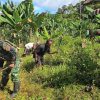 Perkuat Ketahanan Pangan Papua, Satgas Yonif 521/DY Bagikan Bibit Gratis dan Bantu Warga Berkebun di Kampung Benawa