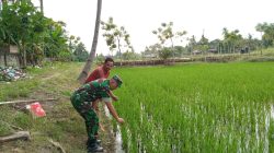 Babinsa Koramil 03/Dewantara Turun ke Sawah, Pastikan Pertumbuhan Padi Petani Tetap Optimal