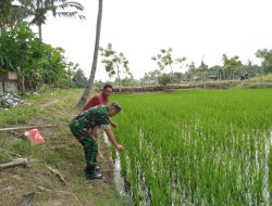 Babinsa Koramil 03/Dewantara Turun ke Sawah, Pastikan Pertumbuhan Padi Petani Tetap Optimal