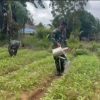 Satgas Yonif 123/Rajawali Wujudkan Ketahanan Pangan di Pedalaman Papua Selatan