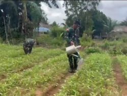 Satgas Yonif 123/Rajawali Wujudkan Ketahanan Pangan di Pedalaman Papua Selatan