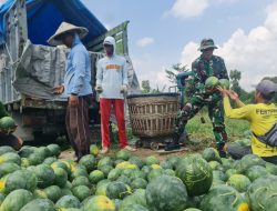 Pemanfaatan Lahan Kompi Produksi Kodim 0808/Blitar di Srengat Sukses Panen 10 Ton Semangka