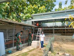 Di Balik Ribuan Butir Telur, Babinsa Turun ke Kandang Pastikan Peternakan Tetap Produktif