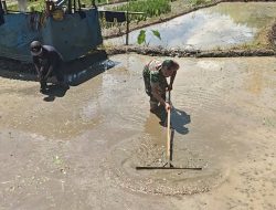 Sinergi Ketahanan Pangan, Babinsa Selorejo Turun Ke Sawah Bantu Warga Siapkan Lahan Padi