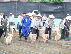 Polda Sumsel Perkuat Ketahanan Pangan Nasional Melalui Panen Jagung dan Bantuan Alat Pertanian di Lubuk Linggau