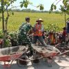 Salut! Babinsa Guworejo Ikut Angkat Batu Demi Talud Irigasi Warga Desa Puro
