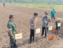 Babinsa Minggir Sleman Dukung Program Ketahan Pangan
