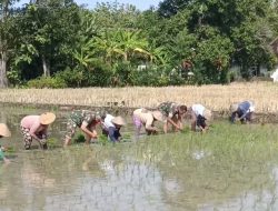 Kaki Terbenam Lumpur, Semangat Tak Surut, Babinsa Doyong Dampingi Tanam Padi