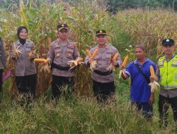 Kabag SDM dan Kasat Binmas Polres Muratara Panen Jagung Dukung Ketahanan Pangan