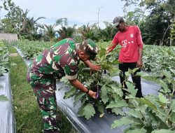 Babinsa Turun ke Kebun, Semangati Petani Rawat Terong di Desa Beunot