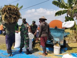Tak Hanya Mengawal, Babinsa Sukodono Ikut Memanen Harapan Petani