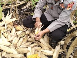 Polsek Karang Dapo Panen Jagung 1,5 Ton di Lahan Binaan Desa Setia Marga, Dukung Ketahanan Pangan