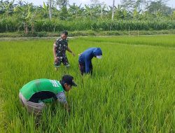 Optimalkan Pertumbuhan padi, Babinsa Ngembul Bantu Petani Bersihkan Rumput Liar