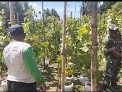 Babinsa Sambangi Kebun Melon, Lihat Langsung Hasil Kerja Petani