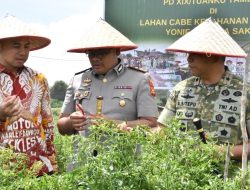 Danrem 031/WB Laksanakan Panen Raya Cabai di Kebun Yonif 132/BS sebagai Wujud Nyata Dukungan TNI terhadap Program Ketahanan Pangan Nasional
