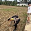 Dukung Ketahanan Pangan, Bhabinkamtibmas Lubuk Kemang Bripda M. Rizky Kunjungi Lahan Jagung Warga