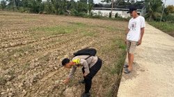 Dukung Ketahanan Pangan, Bhabinkamtibmas Lubuk Kemang Bripda M. Rizky Kunjungi Lahan Jagung Warga