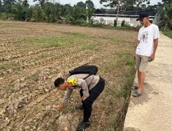 Dukung Ketahanan Pangan, Bhabinkamtibmas Lubuk Kemang Bripda M. Rizky Kunjungi Lahan Jagung Warga