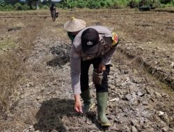 Bhabinkamtibmas dan BUMDes Pantau Progres Jagung, Langkah Nyata Majukan Pertanian Desa