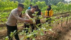 Bhabinkamtibmas Duri Kosambi Hadiri Panen Sayuran, Wujud Sinergi Polisi dan Warga Perkuat Ketahanan Pangan