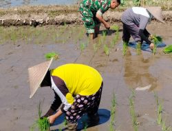 Sinergi Hanpangan, Babinsa Kotes Kopda Ari Wibowo Dampingi Petani Menanam Padi