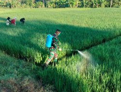 Babinsa Dan Kelompok Tani Lawan Hama Wereng
