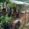 Babinsa Dampingi Pembibitan Tomat, Semangat Petani Makin Tumbuh