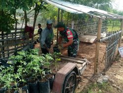 Babinsa Dampingi Pembibitan Tomat, Semangat Petani Makin Tumbuh