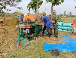 Babinsa Menyatu dengan Petani, Panen Padi Jadi Bukti Kepedulian