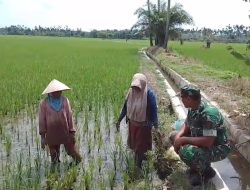 Babinsa Menyapa Petani di Sawah, Pantau Langsung Pertumbuhan Padi