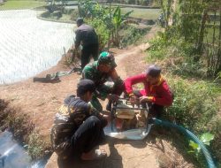 Antisipasi Kekeringan, Babinsa Sidomulyo Sertu Krida Dwi Bantu Pengairan Sawah Gunakan Pompa Air