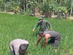 Babinsa Koramil 20/Cot Girek Bantu Petani Bersihkan Gulma Padi