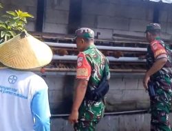 Babinsa Turun ke Kandang, Pastikan Produksi Telur Tetap Stabil