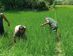 Babinsa Bantu Petani Bersihkan Gulma, Wujud Nyata Dukung Ketahanan Pangan