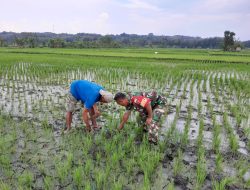 Babinsa Bantu Petani Bersihkan Gulma, Optimalkan Pertumbuhan Padi