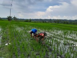 Gulma Mengancam Panen, Babinsa Turun ke Sawah Selamatkan Harapan Petani