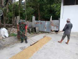 Babinsa Bantu Jemur Gabah, Dampingi Petani Jaga Mutu Hasil Panen