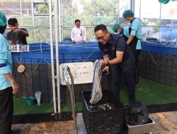 516 Ekor Lele Dipanen di SPPG Palmerah, Siap Diolah untuk Program Makan Bergizi Gratis