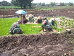Kejar Target Tanam, Babinsa Gemolong Kawal Petani Jaga Lumbung Pangan