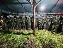 Satgas Yonif 725/Woroagi Temukan Sekitar 5.000 Batang Ganja di Yahukimo