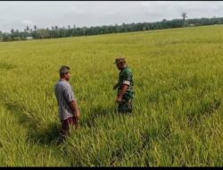 Babinsa dan Petani Pantau Kondisi Padi, Temuan Gulma Segera Dikoordinasikan ke Mantri Tani